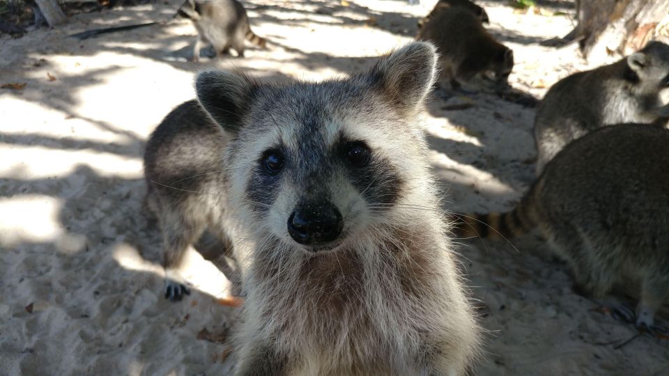 Raccoon Island: Exploration on SUP/Kayak - Booking Information