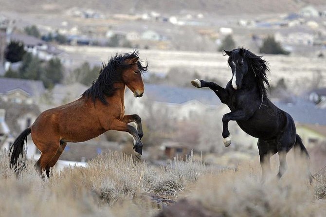 Red Canyon Wild Mustang Tour 5:00 - Tour Details