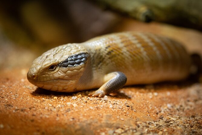 Reptile House Experience at Melbourne Zoo – Excl. Entry