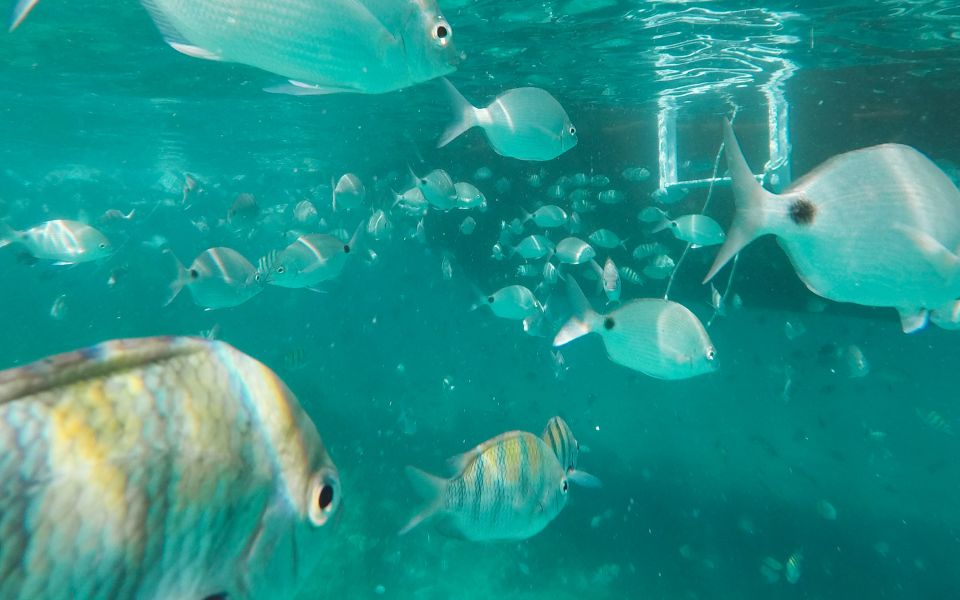 Rio De Janeiro: Ilha Grande With Boat Tour & Optional Lunch