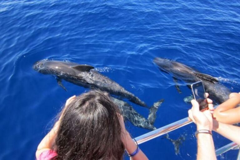 Roseau: Guided Dolphin and Whale Watch Tour With Drinks