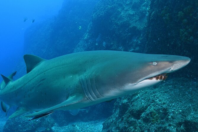 Scuba Dive With Grey Nurse Sharks in Bushrangers Bay