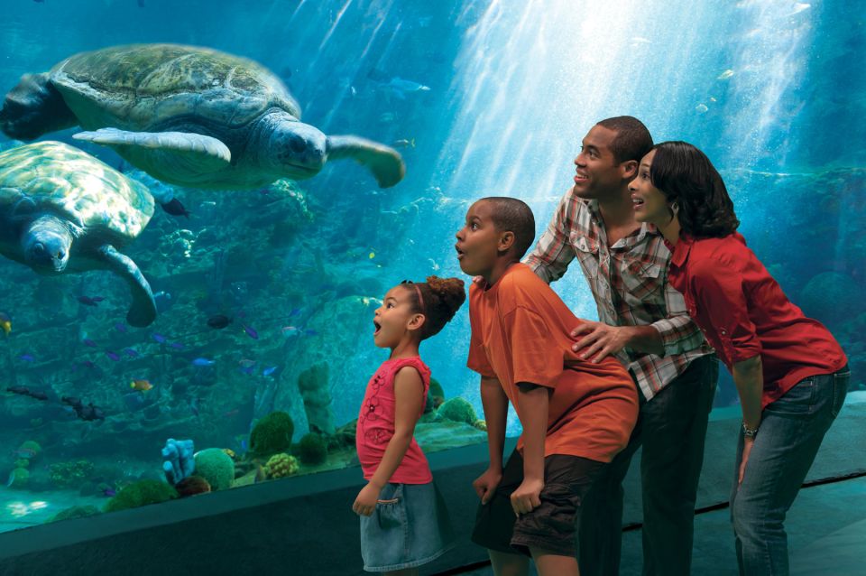 SeaWorld Orlando: Park Admission Ticket - Ticket Details