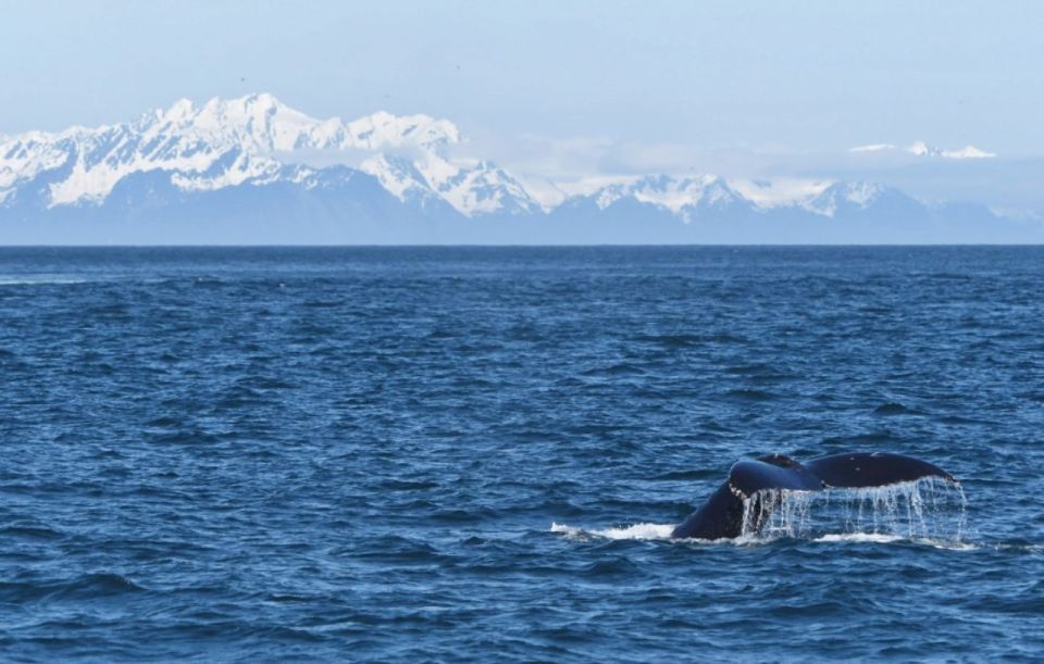Seward: Spring Wildlife Guided Cruise With Coffee and Tea - Tour Details