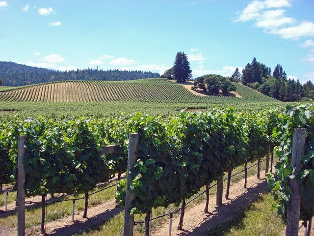 SF: 1-Day Hop-on Hop-off Tour & Napa/Sonoma Wine Tour - Booking and Cancellation Policy