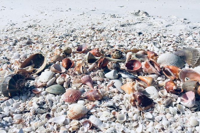 Shelling Tours – Fort Myers Beach / Naples