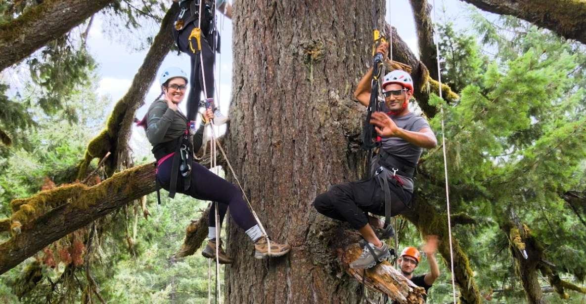 Silver Falls: Old-Growth Tree Climbing Adventure