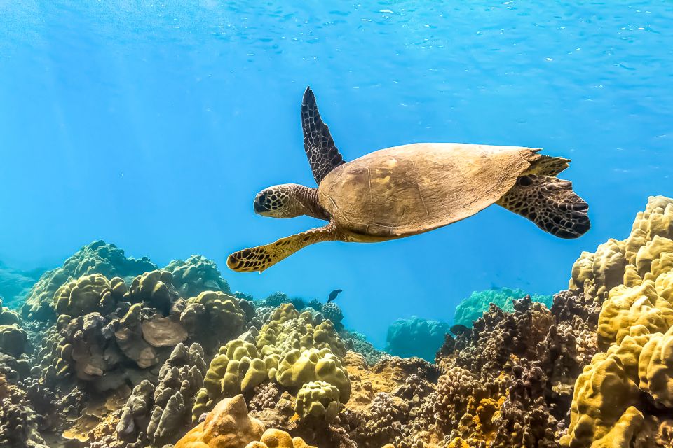 South Maui: Eco Friendly Molokini and Turtle Town Tour - Booking Details