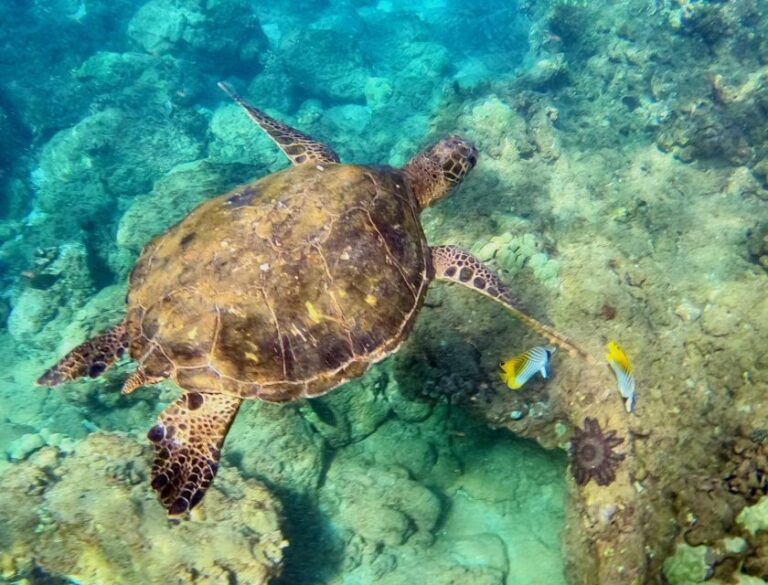 South Maui: Snorkeling Tour for Non-Swimmers in Wailea Beach