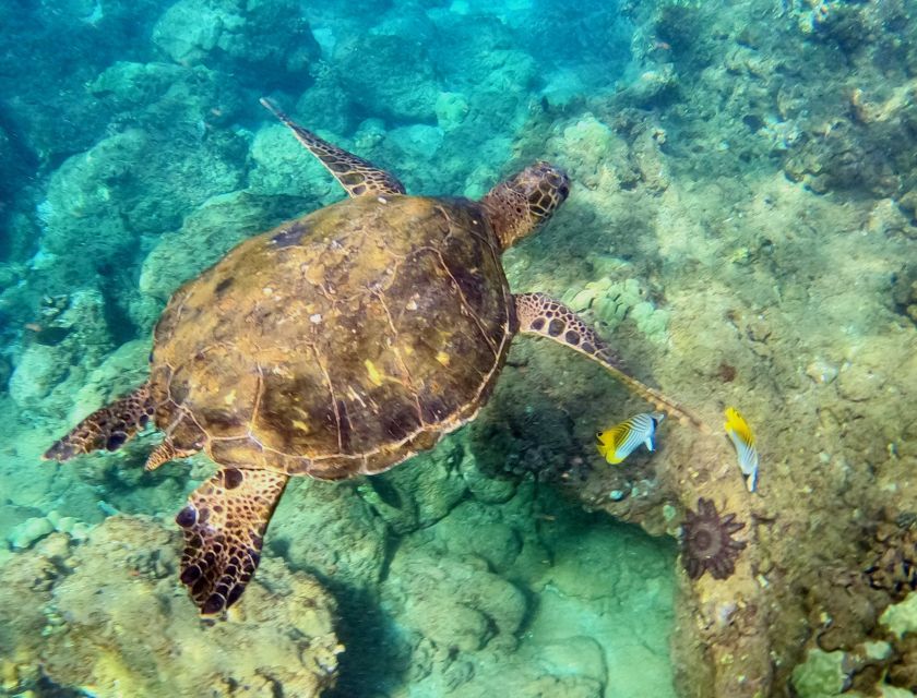 South Maui: Snorkeling Tour for Non-Swimmers in Wailea Beach - Tour Overview