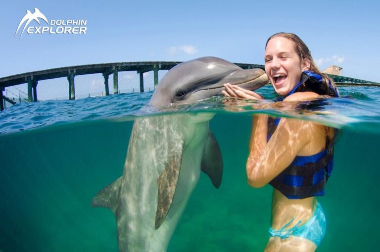 Swim With Dolphins in Punta Cana