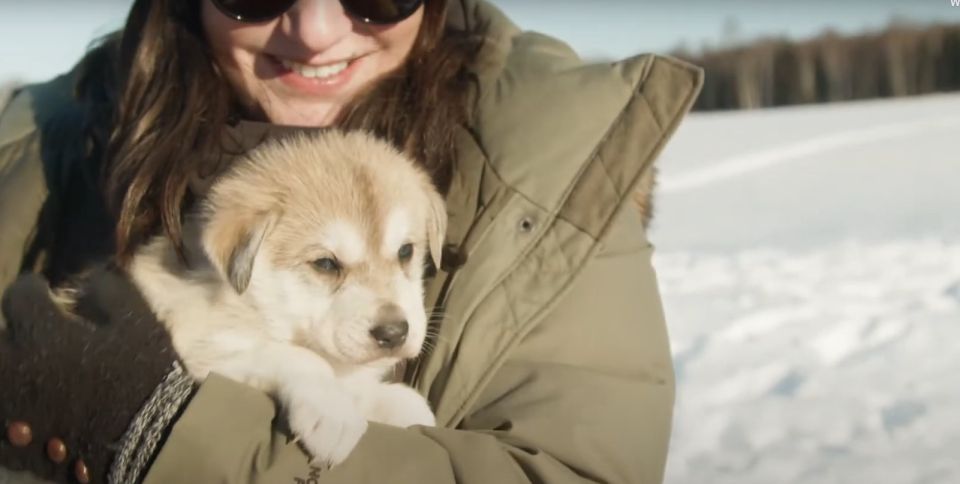 Talkeetna: Alaskan Winter Dog Sledding Experience - Activity Details