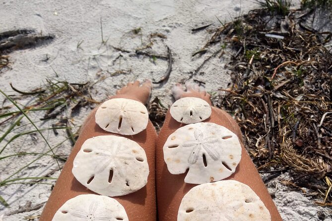 Three Hour Shelling Cruise to Shell Key Preserve From Johns Pass - Experience Highlights