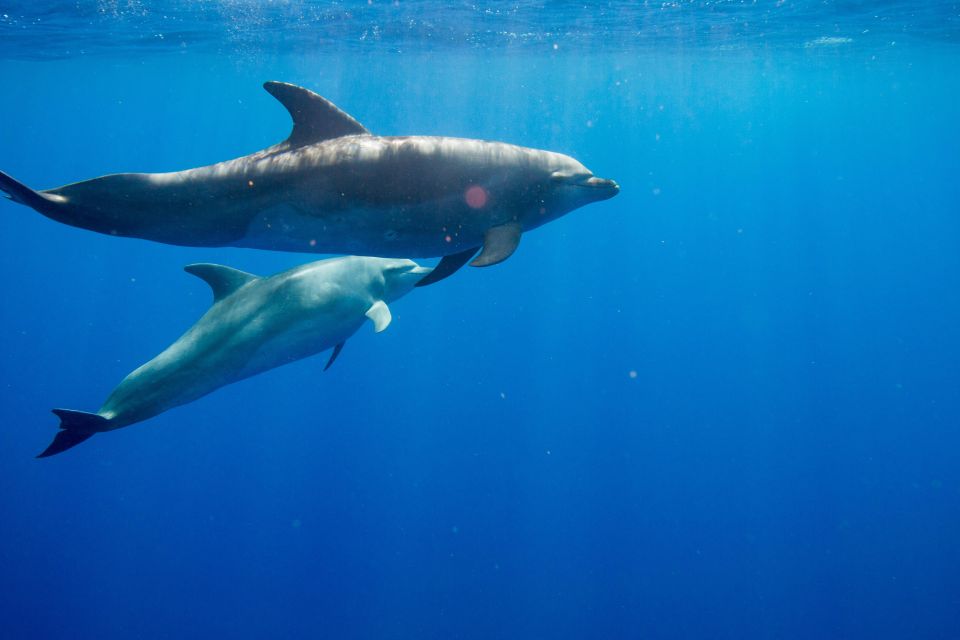 Waianae, Oahu: Swim With Dolphins (Semi-Private Boat Tour)