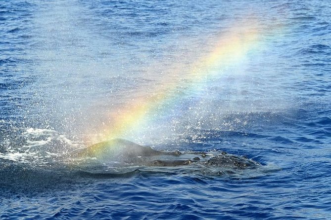 West Oahu Whale-Watching Excursion - Excursion Highlights