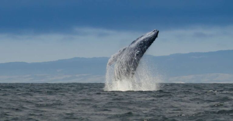 Whale and Wildlife Watching Private and Semi-Private Tours