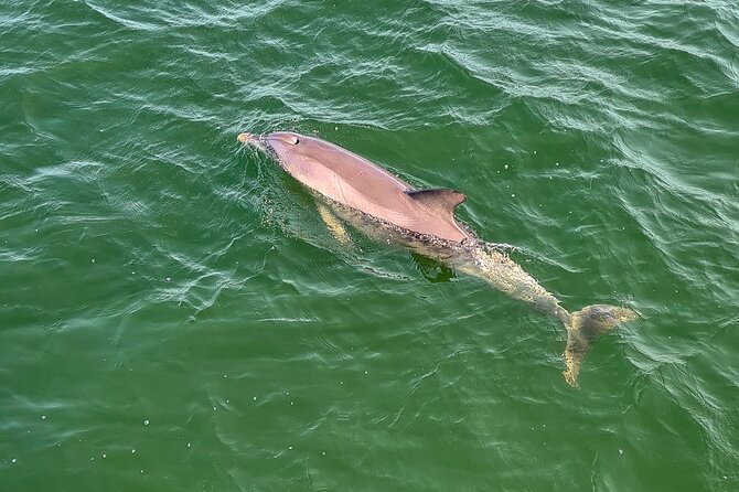 90-Minute Maritime and Dolphins Cruise in Port Adelaide - Booking Information