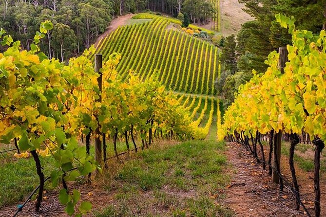 Adelaide Hills Divine Wine Tour - Booking Process