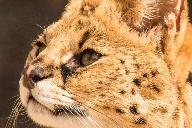 African Cat Experience at Werribee Open Range Zoo - Excl. Entry - Operational Information