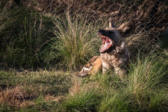 African Wild Dog Experience at Werribee Open Range Zoo - African Wild Dog Encounter Details