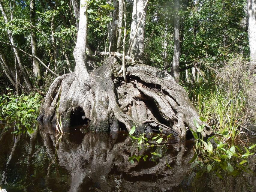 Blackwater Creek: Exclusive Nature Escape Kayak Adventure - Experience