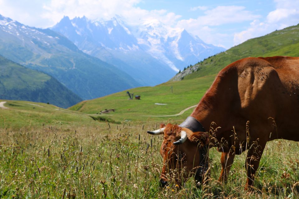 Chamonix and Aravis Local Tour - Provider Information