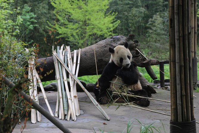 Chengdu Panda Tour or Dujingyan Base Option Panda Keeper - Tour Guide and Service Quality