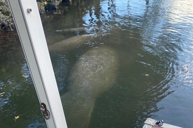 Crystal River: Private Manatee Boat Tour - Meeting and Pickup Details