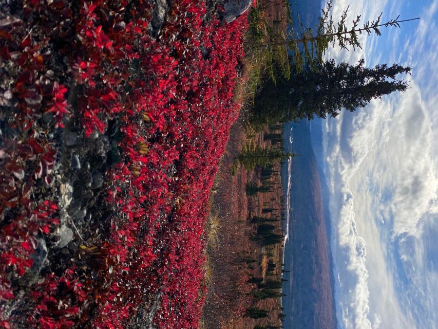 Denali: 5-Hour Guided Wilderness Hiking Tour - Hiking Route Description