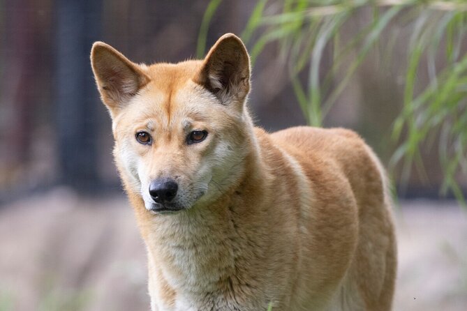 Dingo Experience at Healesville Sanctuary - Excl. Entry - Tour Restrictions and Accessibility