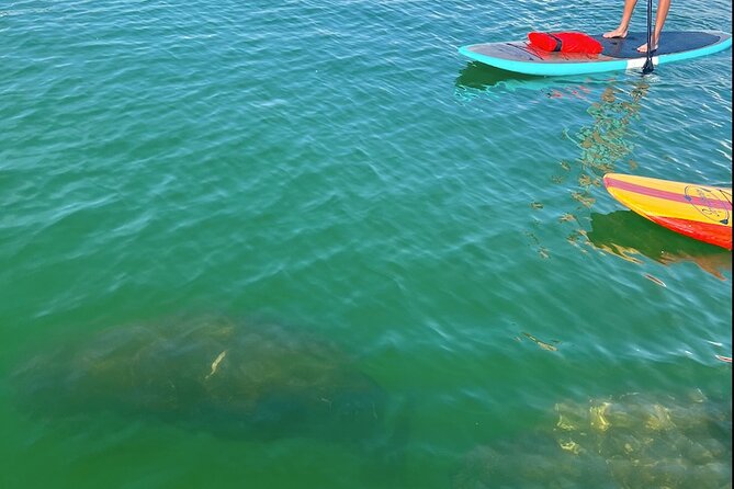Dolphin and Manatee Tour of Marco Island by Kayak or SUP - Booking and Confirmation