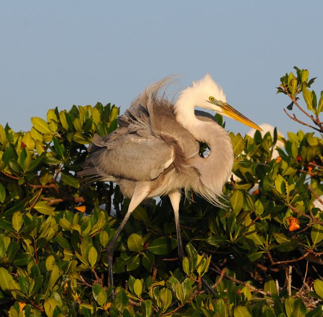 Everglades National Park 3-Hour Kayak Eco Tour - Booking Options and Instructor Details