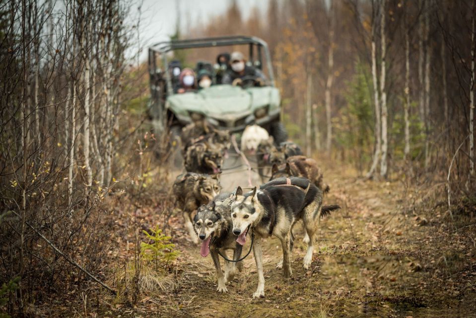 Fairbanks: Fall Cart Adventure Pulled by a Sled Dog - Guided Tour Information
