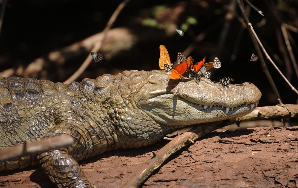 Foz Do Iguaçu: Bird Park Experience - Experience Highlights