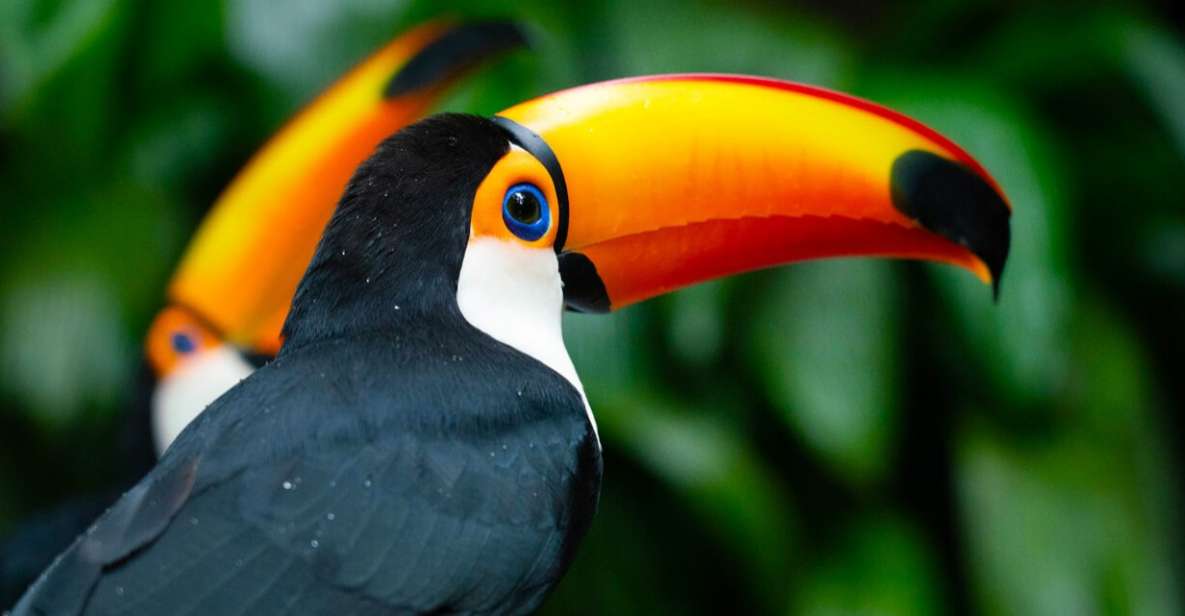 Foz Do Iguaçu: Bird Park Tour With Tickets - Highlights