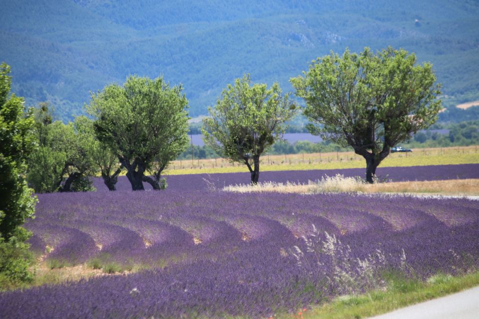 From Aix-En-Provence: Lavender Experience & Gorges Du Verdon - Activity Description