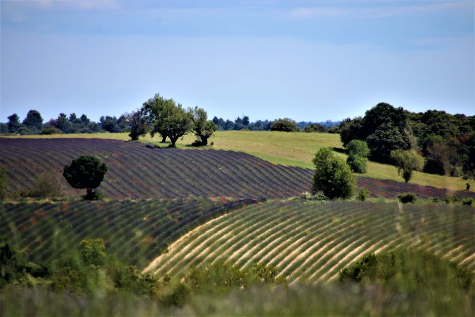 From Aix En Provence: Private Tour of Sault in Van - Tour Highlights