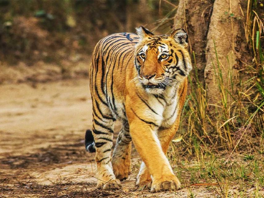 From Delhi: Jim Corbett National Park Tour by Car - Tour Highlights and Inclusions