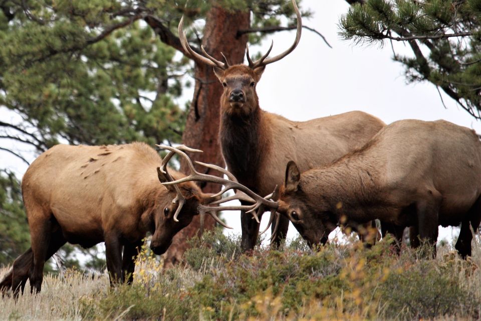 From Denver: Rocky Mountain National Park Day Trip and Lunch - Experience Highlights