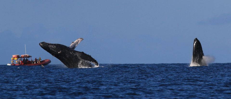 From Kihei: Guided Humpback Whale Migration Cruise - Experience and Activities