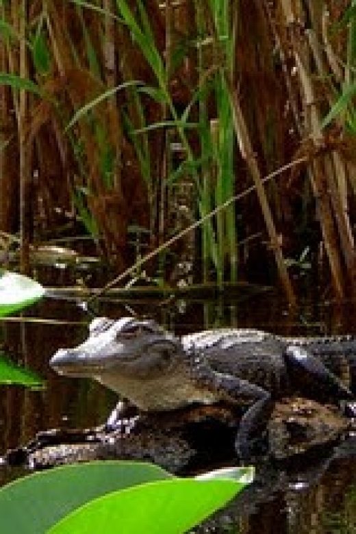 From Orlando: Kayaking the Econlockhatchee River With Lunch - Highlights