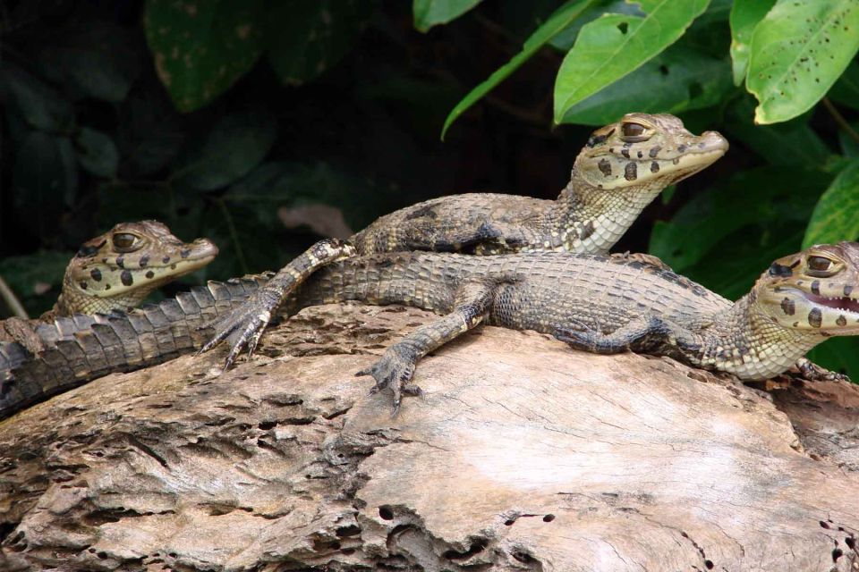 From Puerto Maldonado: Tambopata 3-Day Rainforest Tour - Day 2 - Lake Sandoval Exploration