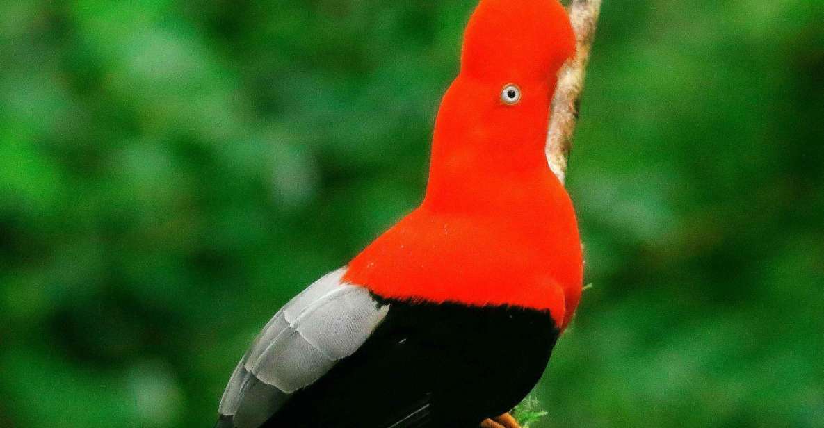 From Tambopata Photography Tour - 8 Days - Day 1: Lake Sandoval Bird Photography