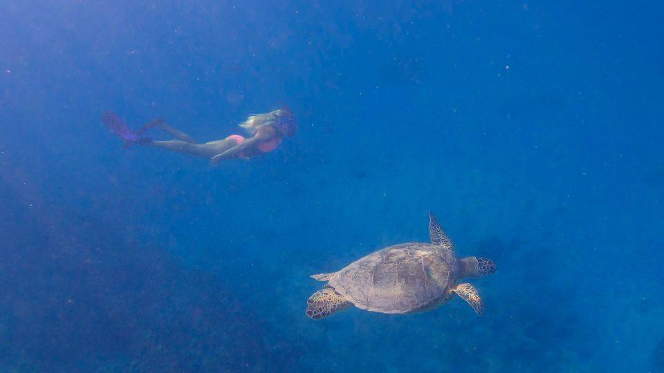 From Waikiki: Turtle Canyons Snorkeling Tour - Directions to Meeting Point