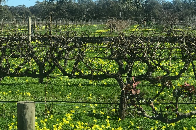 Full-Day Private McLaren Vale Wine Tour - Private Tour Itinerary Highlights