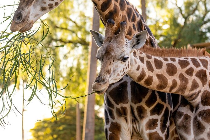 Giraffe Experience at Melbourne Zoo - Excl. Entry - Additional Information