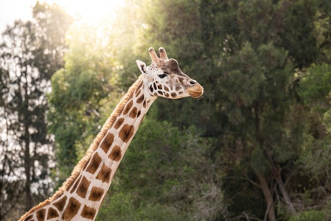 Giraffe Experience at Werribee Open Range Zoo - Excl. Entry - Inclusions