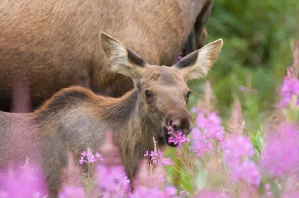 Grand Teton National Park: 4-Hour Guided Wildlife Adventure - Small Group Experience and Transportation