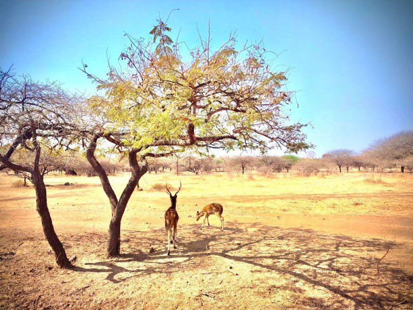 Gujarat: Gir National Park Guided Jeep Safari - Safari Experience