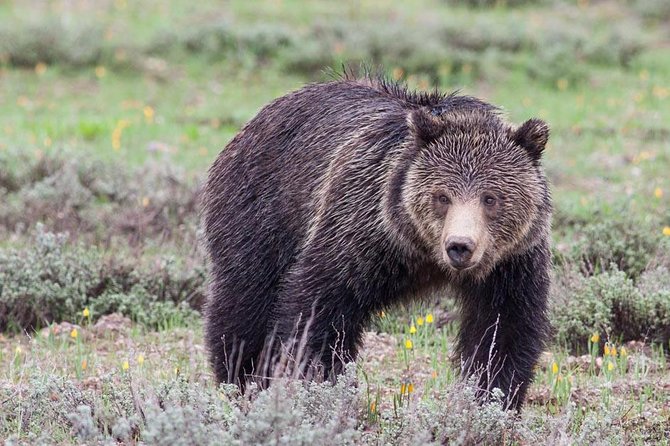 Half-Day Grand Teton Wildlife Safari Private Tour - Cancellation Policy